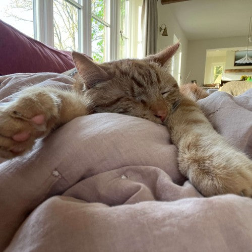 relaxed cat having cuddles from Stacey