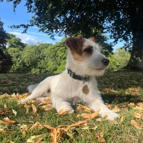 A client's relaxed Jack Russell dog in lying under a tree in his grounds