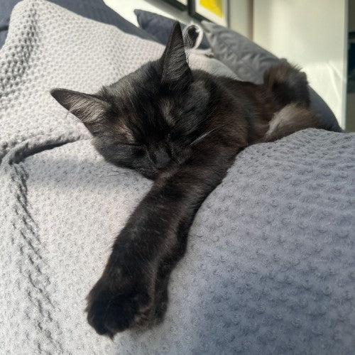 a relaxed Kitty on bed