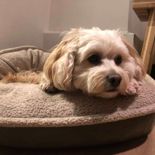 relaxed dog on pet bed